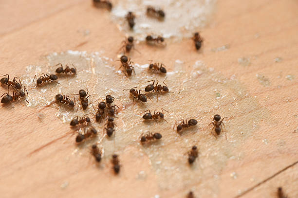 Pest Prevention Services in Crystal City, TX