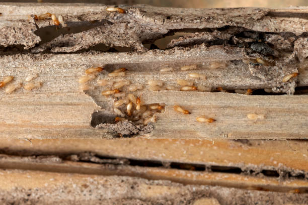 Pest Control Cost in Crystal City, TX